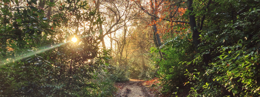 Trail Running Scene