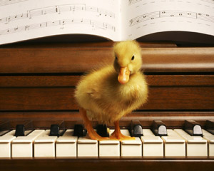 Duck on the piano keys