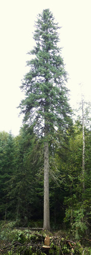 White Spruce Tree for Piano Soundboard